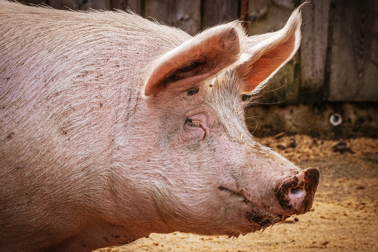 Nye regler om slagtning af dyr på gårde